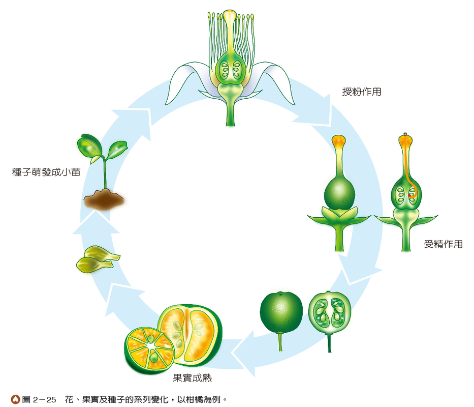 2 2 植物的生殖構造與功能 生物科共同備課網