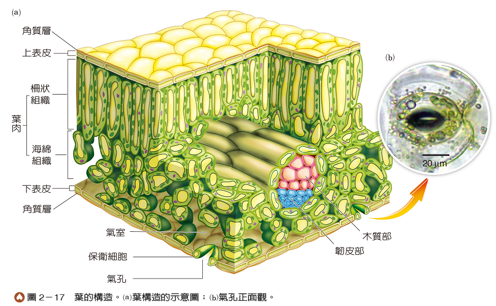2 1 植物的營養構造與功能 生物科共同備課網